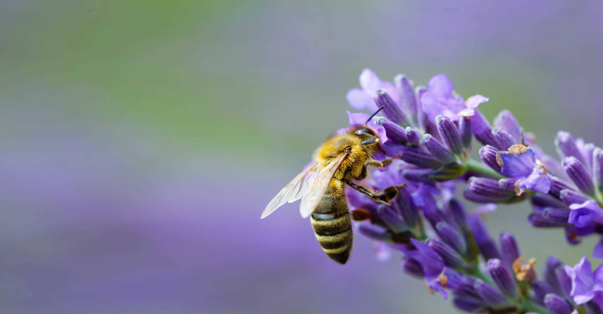 Samotářské včely – projekt SOLITARY BEES